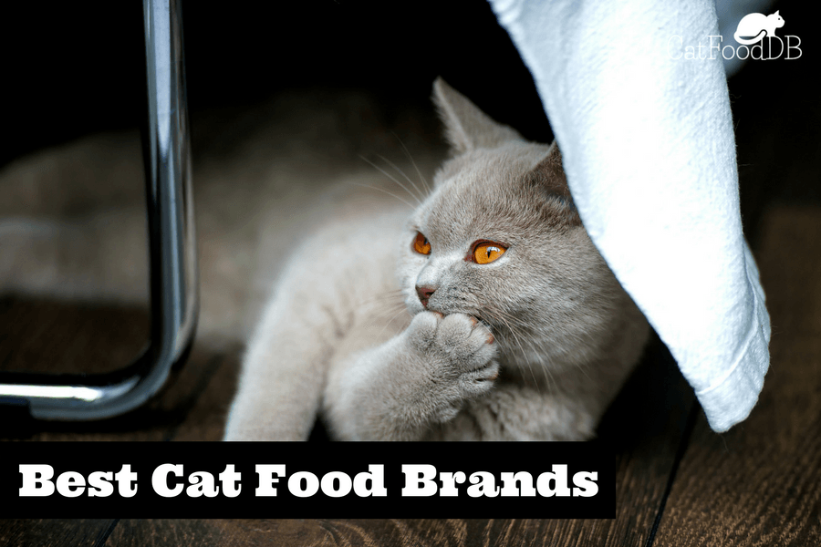 cat food advisor kirkland