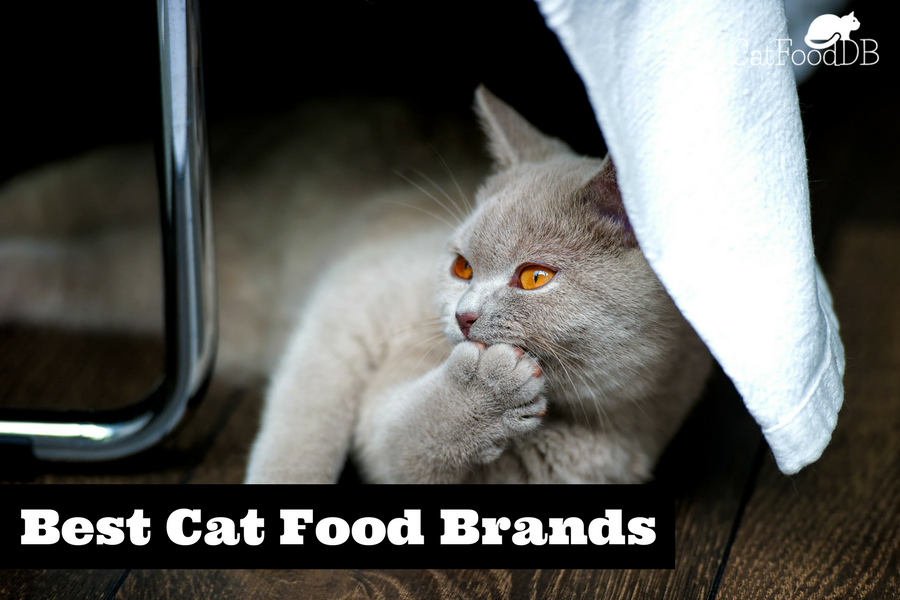 health extension cat food reviews