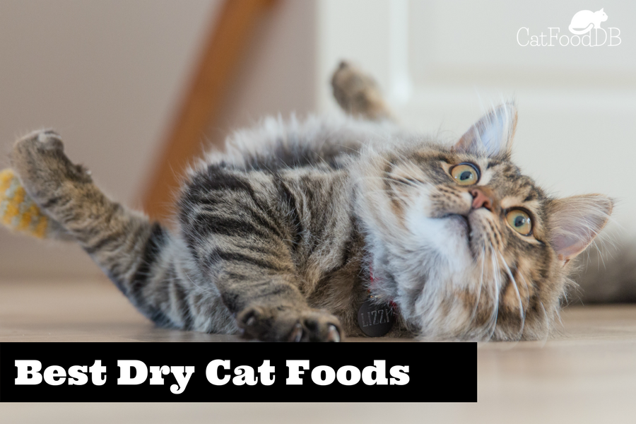 Unbiased List Of The Best Dry Cat Foods 