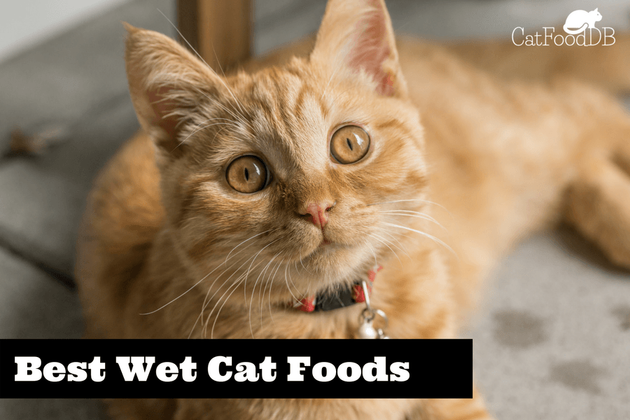 Best Wet Cat Food