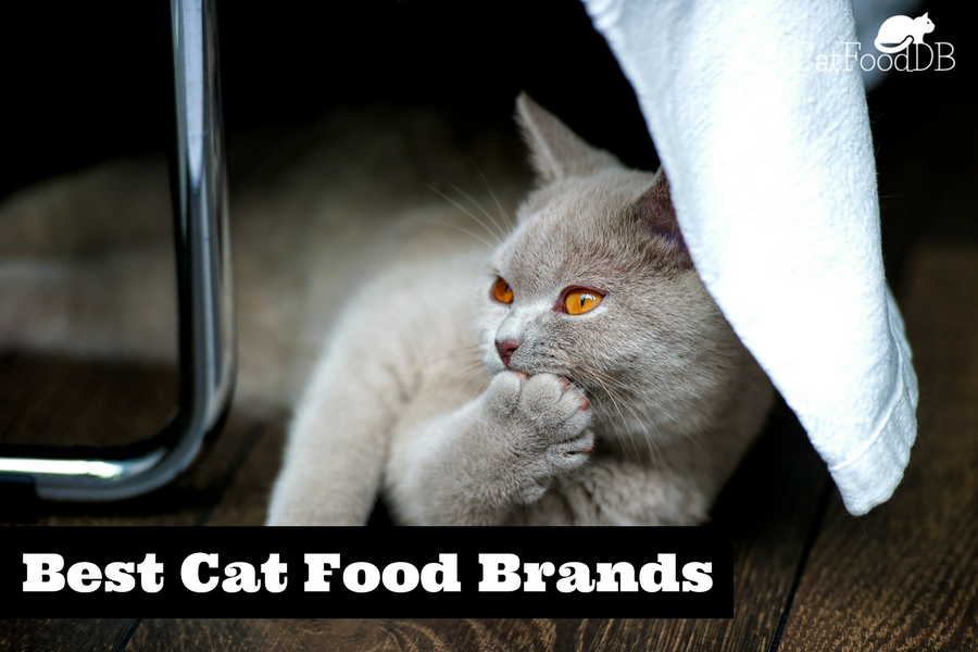 The Best Cat Food Brands