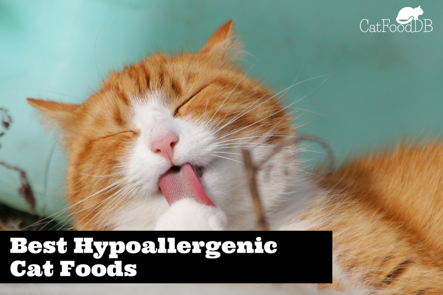 Hypoallergenic Cat Food: Top Cat Foods For Cats With Allergies