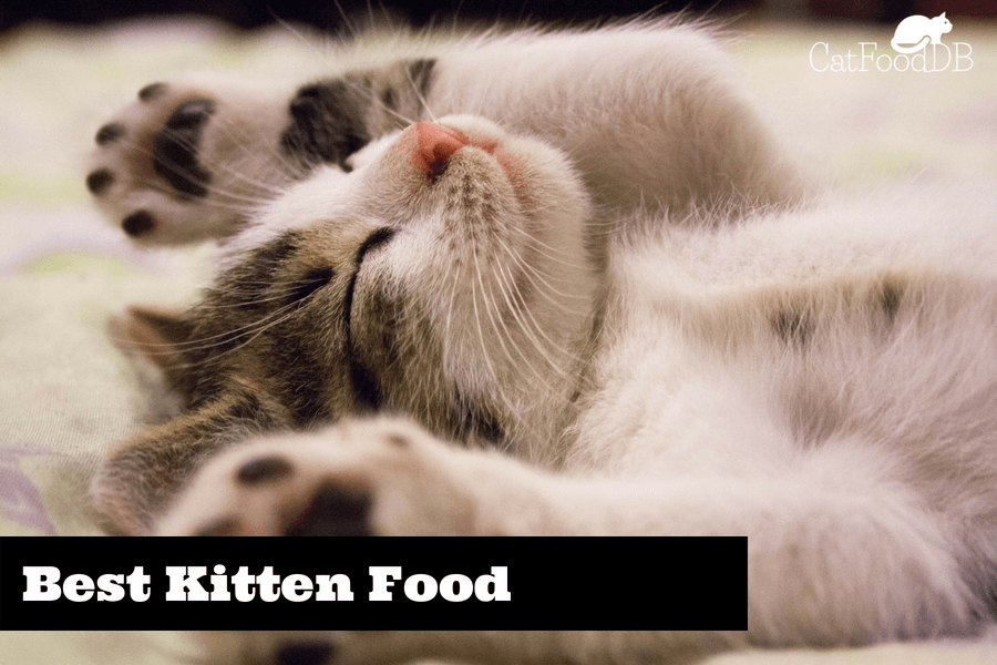 Best Kitten Cat Food