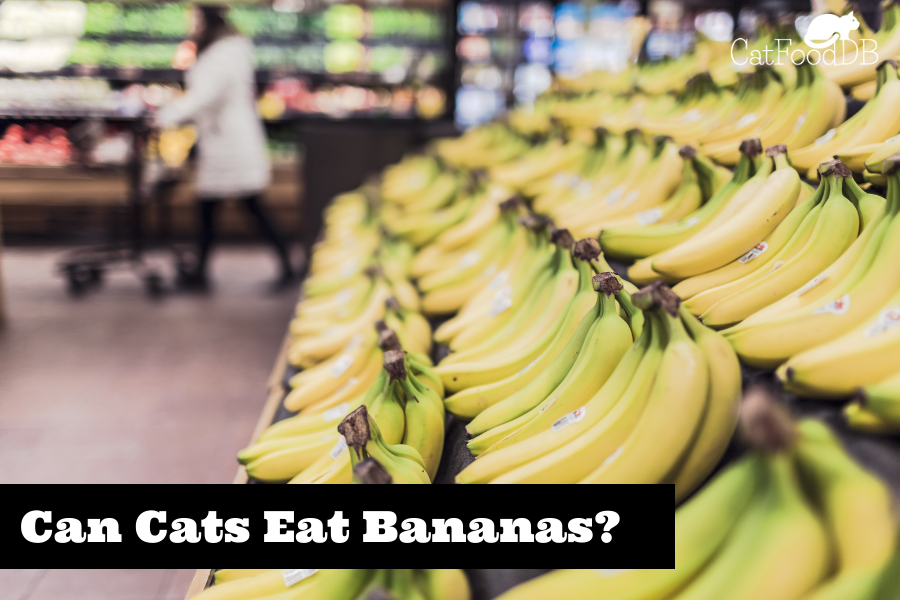 Can Cats Eat Bananas?
